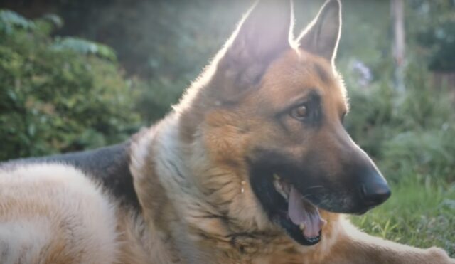 Pastore Tedesco trova un cucciolo appena nato e lo porta a casa dal suo umano: pensava fosse un cagnolino