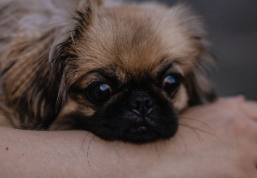 cane legato al proprietario