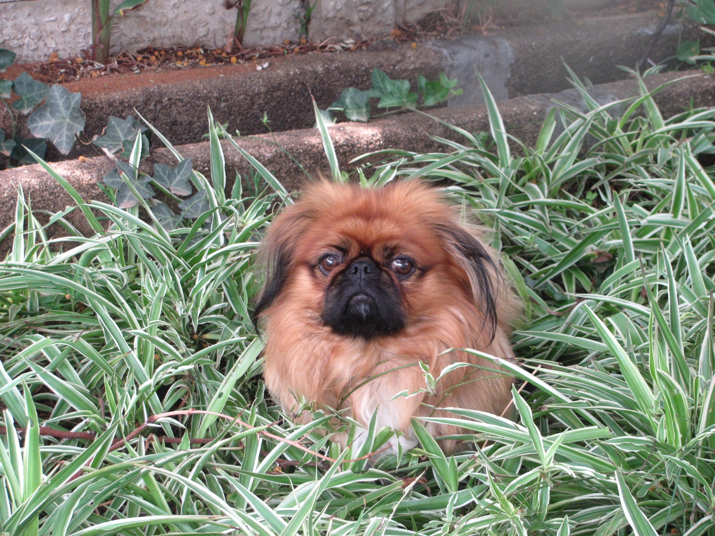 cane pechinese in giardino