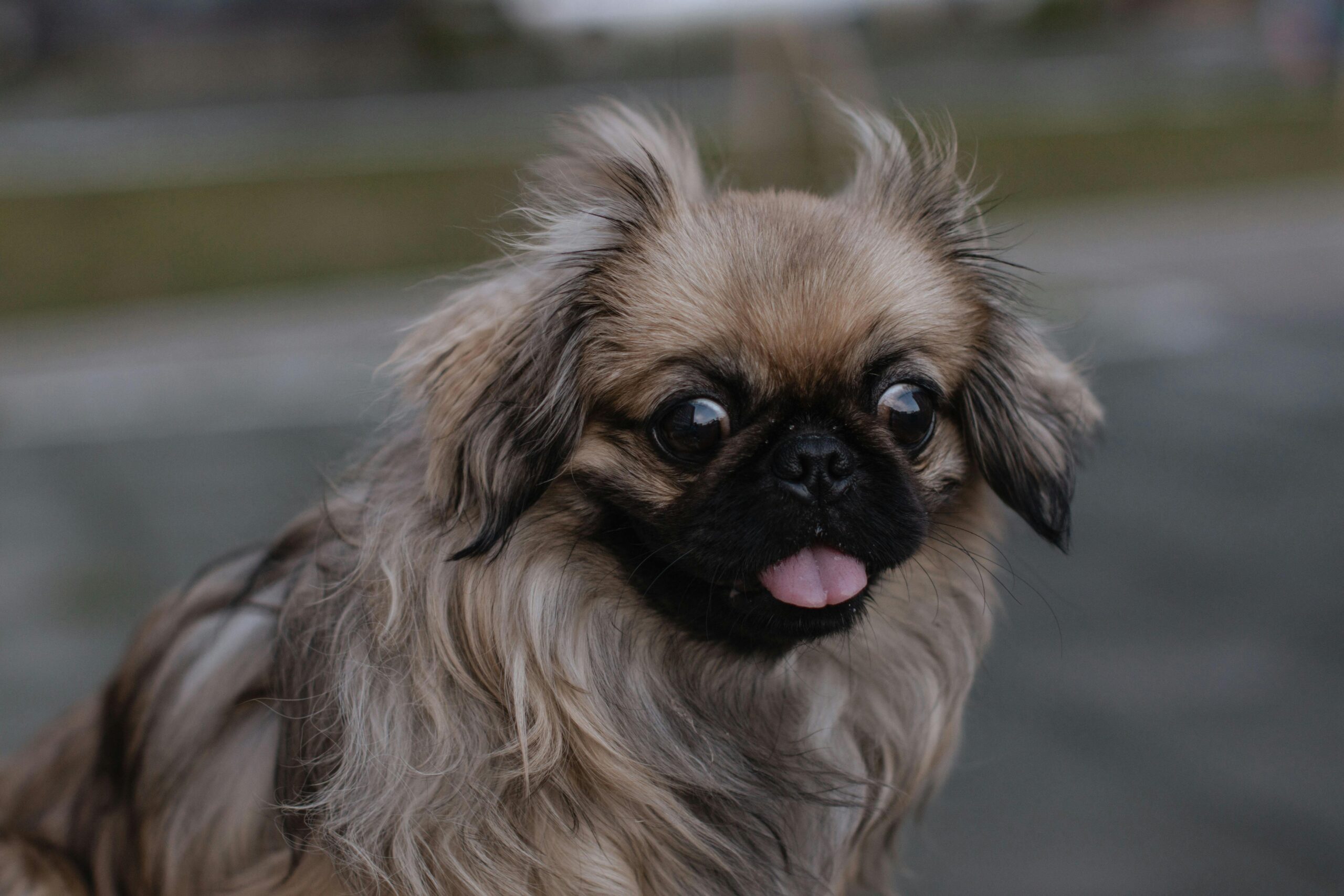 cane pechinese con lingua di fuori