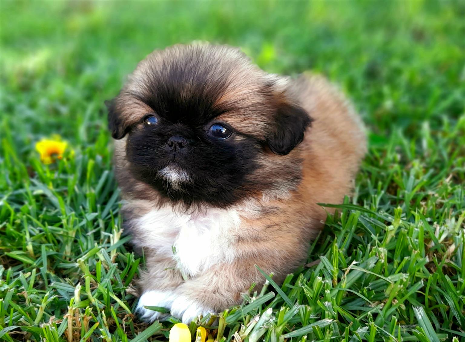 cucciolo di cane pechinese