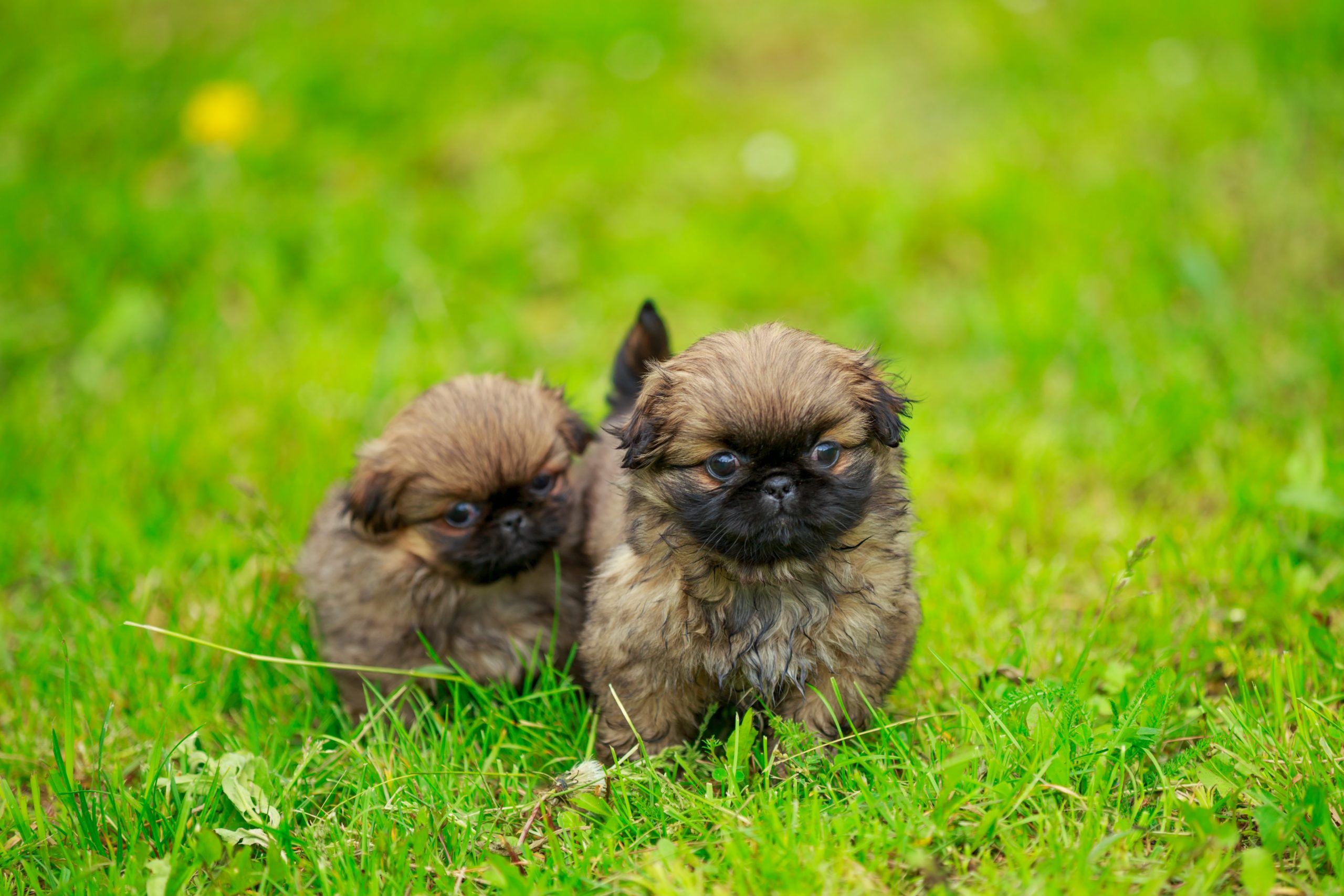 cuccioli di cane pechinese