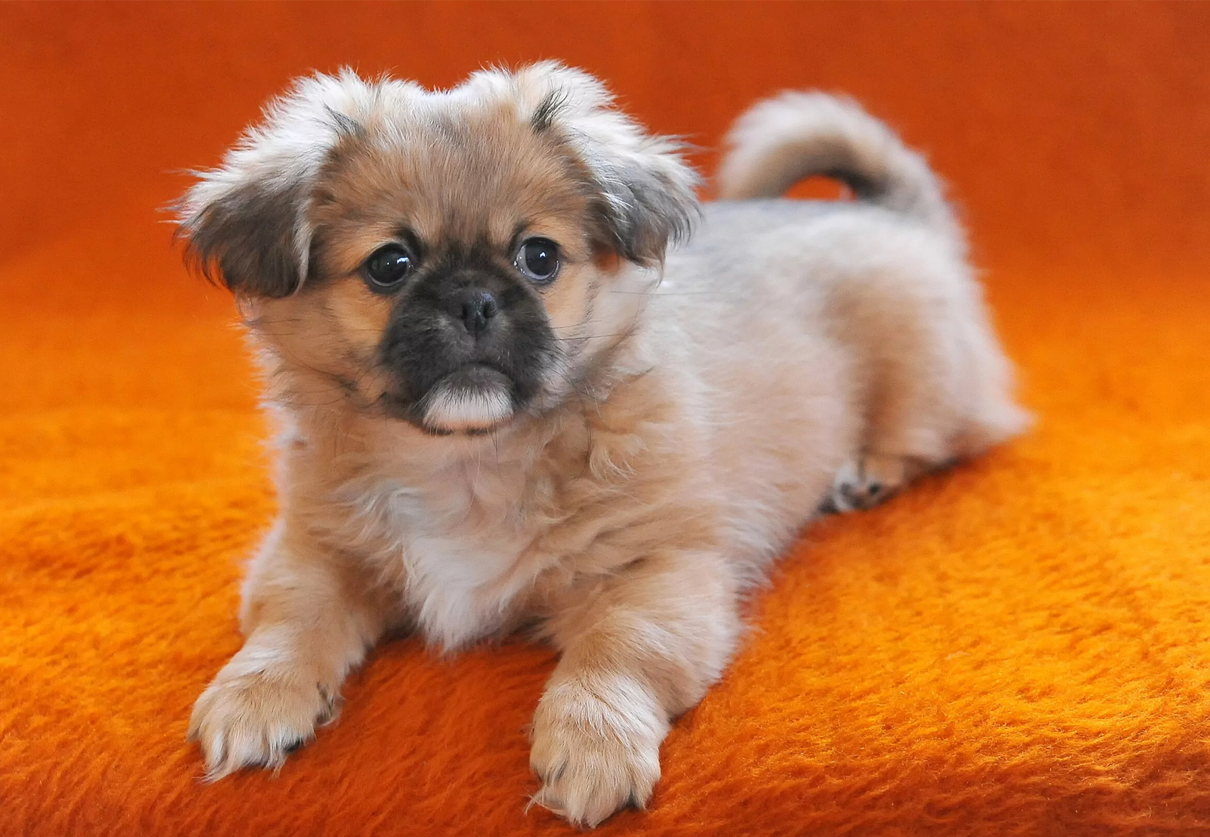 cane pechinese pelo corto