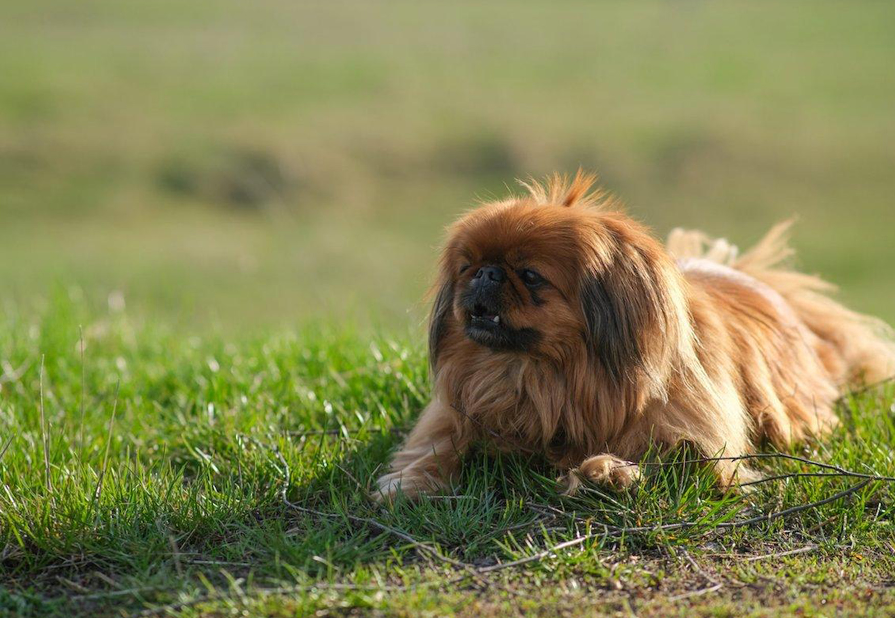 cane pechinese nano su erba