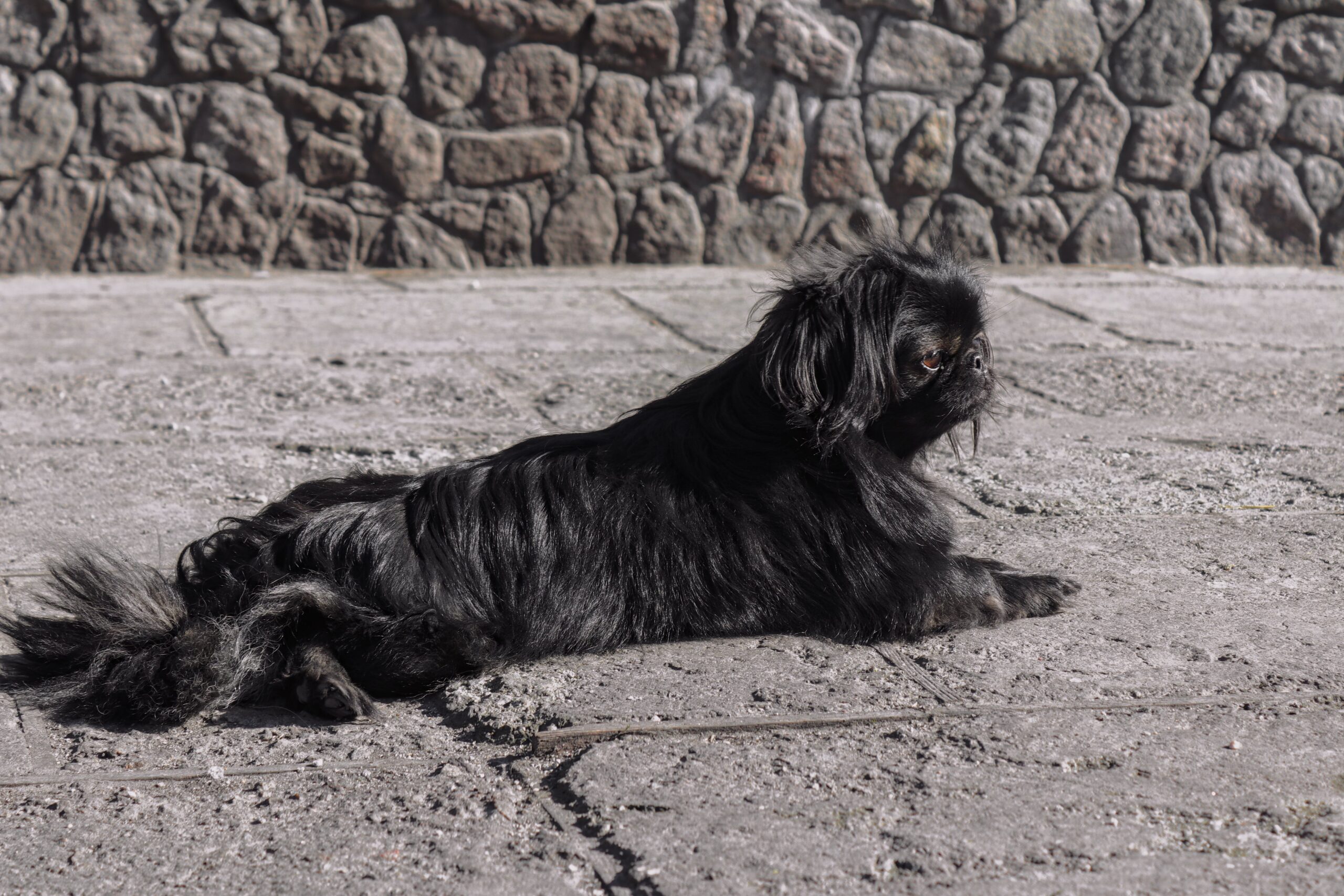 cane pechinese per strada