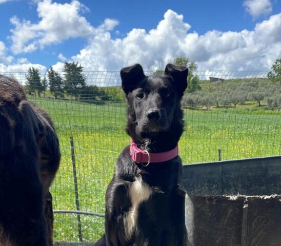 Pensavano di non rivederla mai più, invece l’emozione per il ritrovamento di questa cagnolina è stato immenso