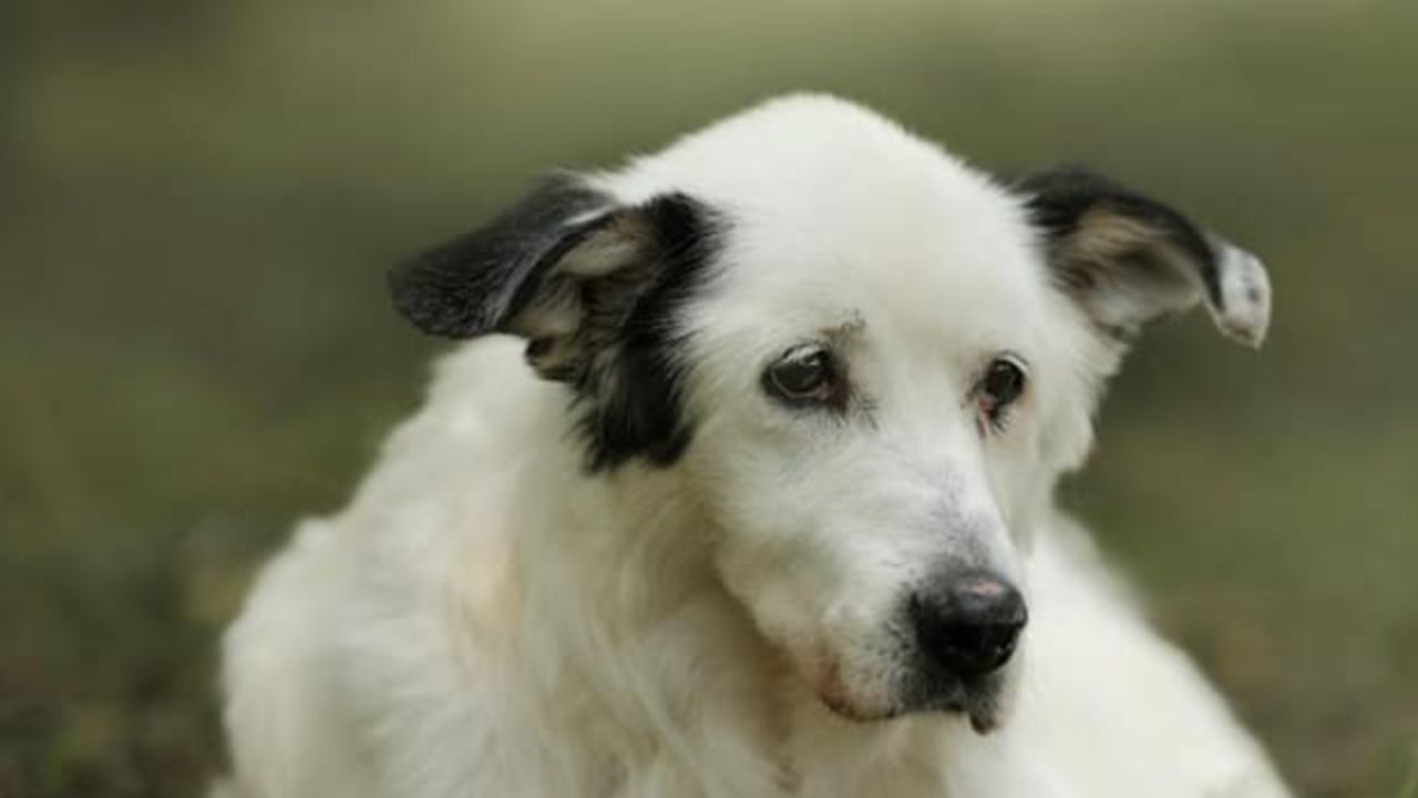 cane bianco e nero