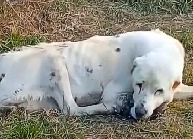 Per due lunghi anni questo cane ha aspettato invano il ritorno del suo padrone nel posto in cui è stato lasciato