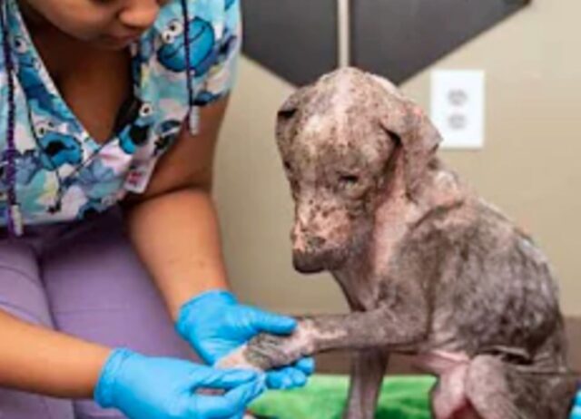 Pieno di rogna e dolori, questo cucciolo di cane non era mai stato amato. Poi è accaduto il miracolo