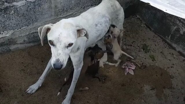 Questa mamma cane abbandonata dà da mangiare ai suoi cuccioli sotto una tomba abbandonata, chiedendo aiuto ai passanti