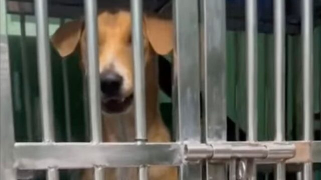 Questa mamma cane si è accorta che il cucciolo era in pericolo e non ci ha pensato due volte a intervenire