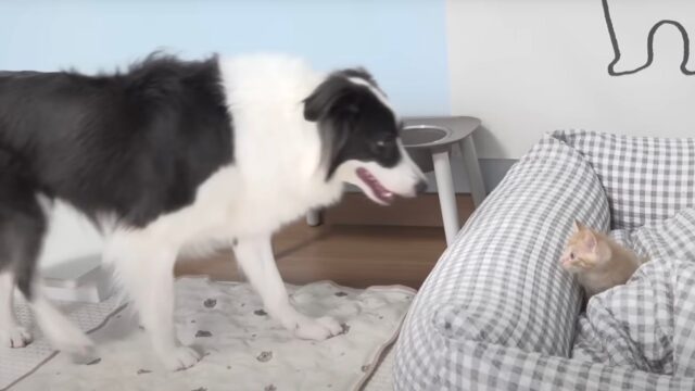 Questo Border Collie è rimasto un attimo interdetto dall’aver visto che un intruso ha preso il suo posto