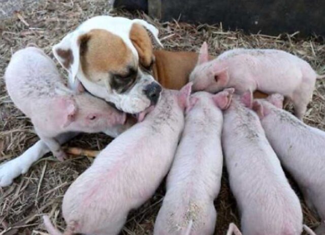 Questo cane randagio ha deciso di adottare 8 maialini e si prende cura di loro come fossero suoi