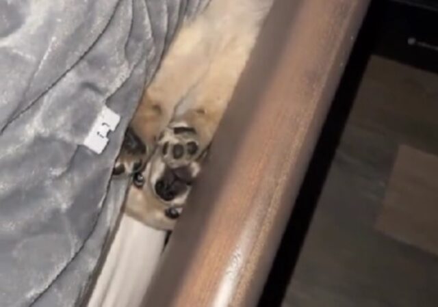 Questo cucciolo di Golden Retriever sveglia il suo padrone alle 5 del mattino dopo essere rimasto bloccato
