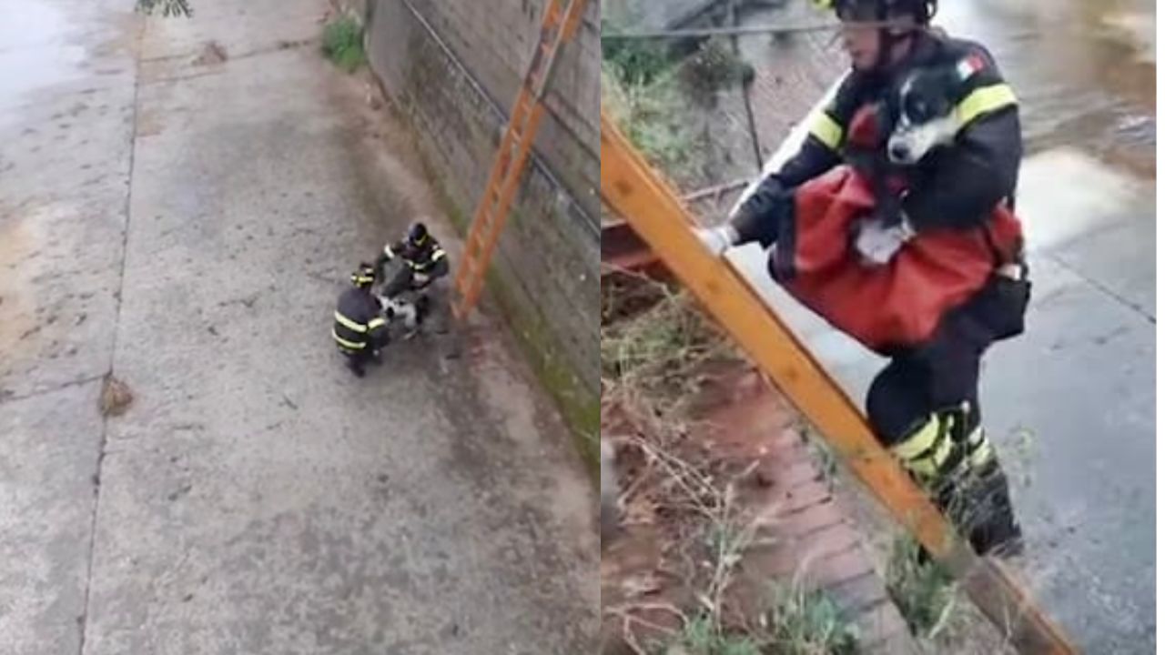 Pompieri mettono cane in salvo