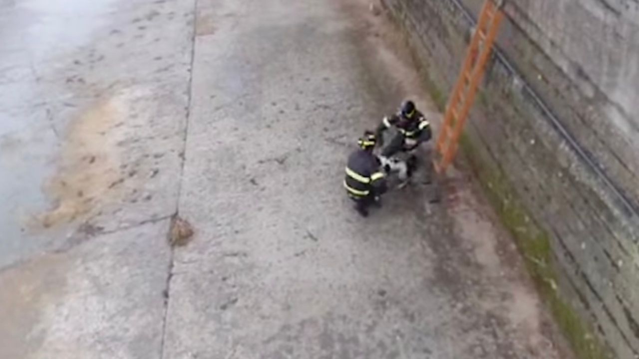 Cane salvato da Vigili del Fuoco