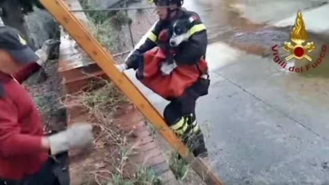 Scappa da casa e finisce nel fiume: questo cane è salvo grazie ai Vigili del Fuoco