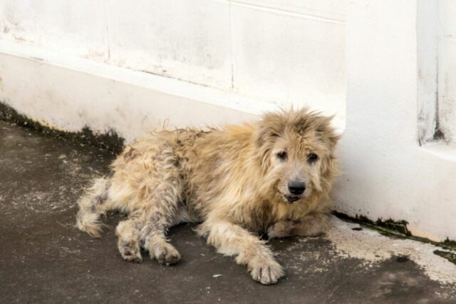 Semplice e a portata di click: così si può donare del cibo ai cani in difficoltà stando al pc