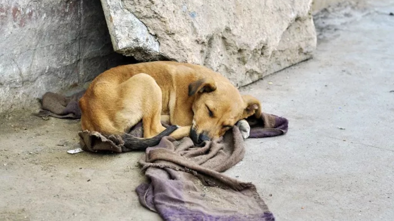 cane abbandonato