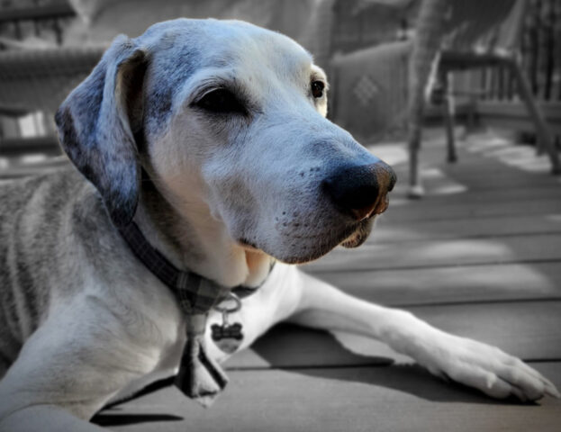 Sì, questi sono tutti i fattori che permetteranno al tuo cane di invecchiare meglio