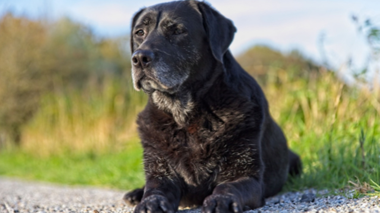 Cane di guardia