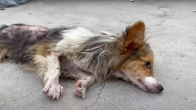 Sopravvissuto a una terribile tragedia, questo cane riesce a trovare sollievo solo alla fine dei suoi giorni