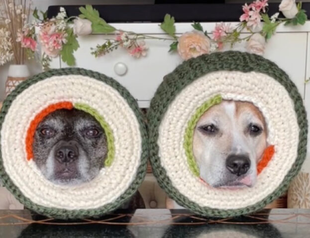 Strano? Forse un po’, ma questa mamma ha inventato i cappelli migliori per i suoi amati cani