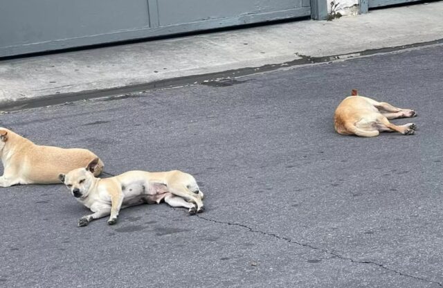 Un’intera famiglia di cani ha atteso invano il ritorno del suo padrone per strada, avvolta in una coperta