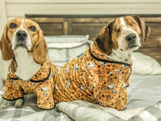 Uno è cieco, l’altra è il suo supporto: la storia di questi due Beagle vi farà sciogliere il cuore