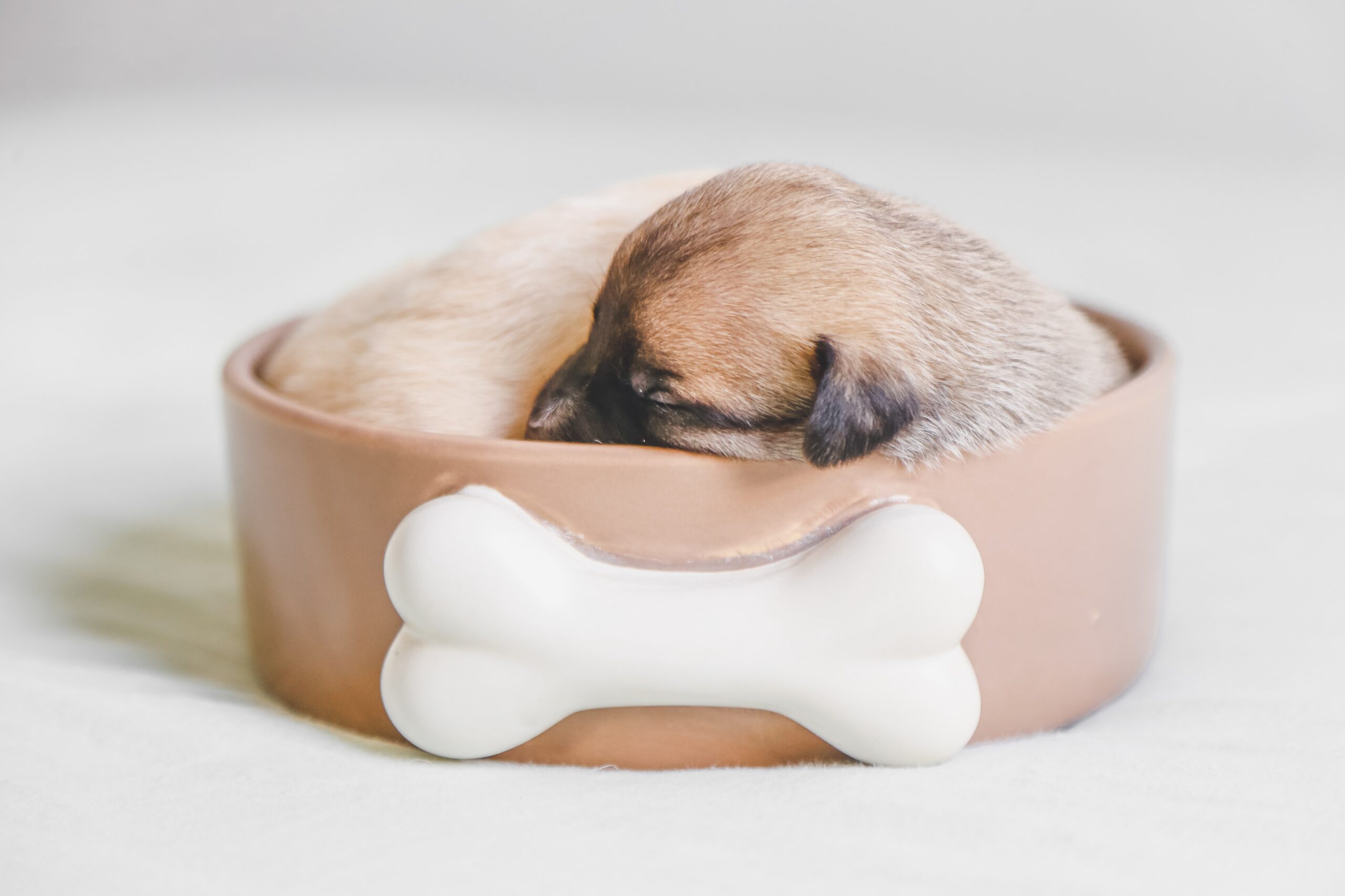 cucciolo di cane dorme in cuccia