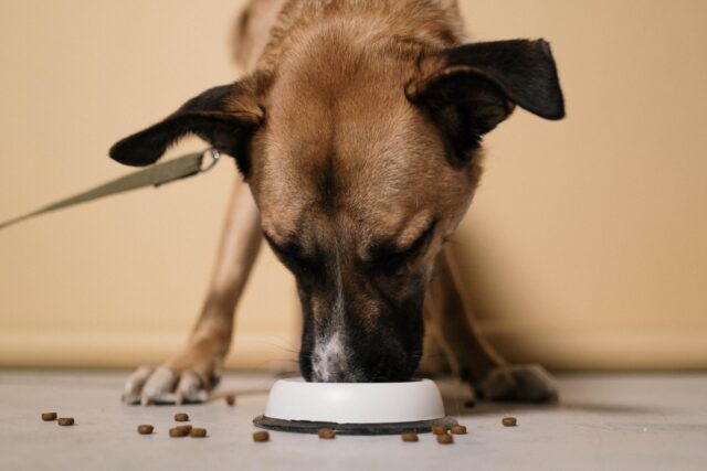 Alimentazione cane d’autunno: come migliorare la dieta di Fido