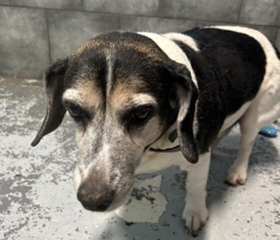 Anziano cane Beagle abbandonato due volte in un anno: merita un posto dove vivere
