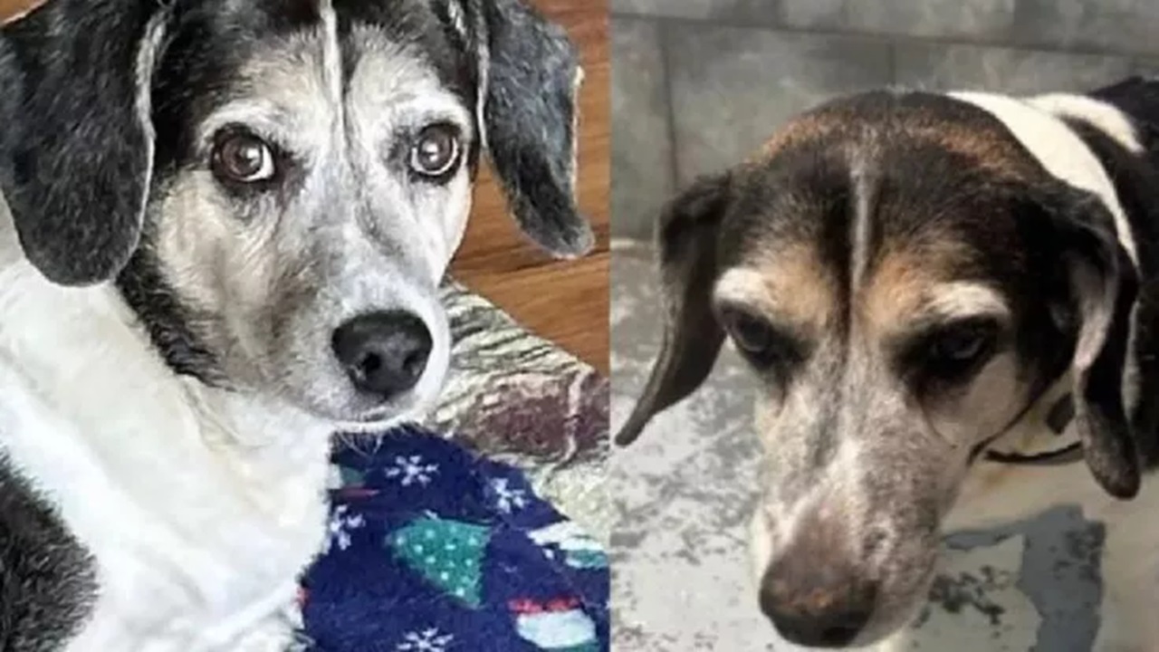 Beagle anziano con occhi speranzosi