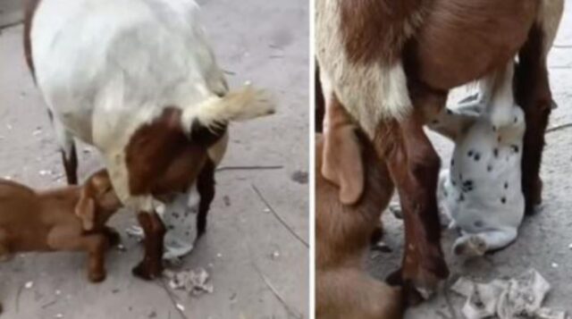 Capra allatta cucciolo di cane: quando le differenze di specie non contano