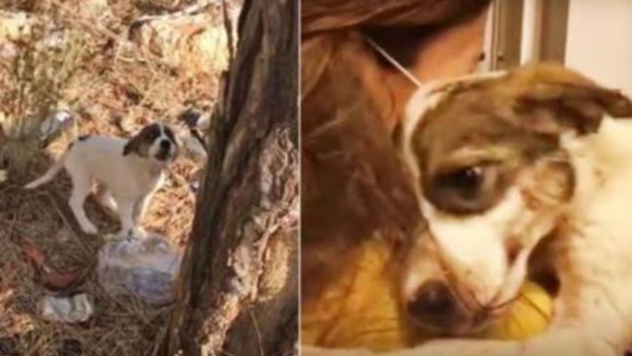 una cagnolina abbandonata nel bosco