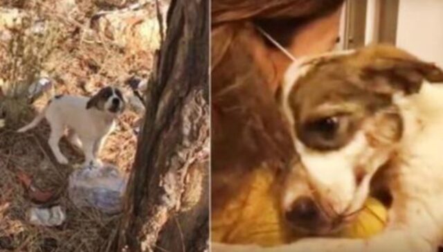 La cucciola ormai rassegnata piangeva per il dolore dopo che il proprietario l’aveva lasciata nel bosco