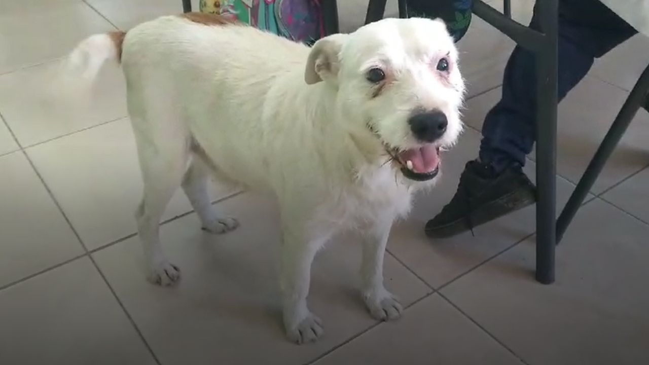 cagnolina che scodinzola