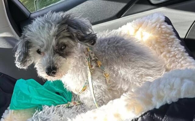 Il cane viene lasciato al rifugio con tutti i suoi averi e con la richiesta più triste che si sia mai letta