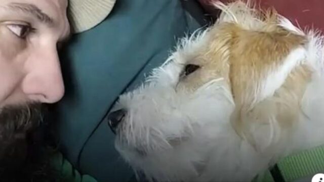 Questa cagnolina, già mamma di tanti cuccioli, è stata salvata da una condizione a dir poco spaventosa