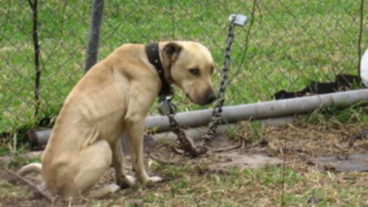 cane incatenato