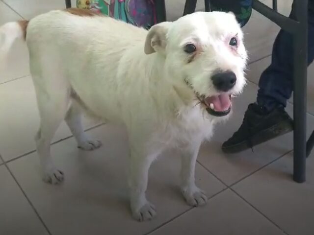 Pur di trovare l’amore della sua vita questa cagnolina ha deciso di intrufolarsi in una scuola e rimanerci