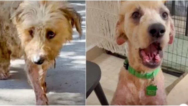 Il randagio sembrava aver una strana malattia alla pelle, ma una volta curato è diventato un cane nuovo