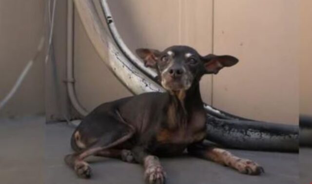 Il cane anziano, ferito e traumatizzato, si scioglie quando sente per la prima volta un tocco gentile e pieno d’amore