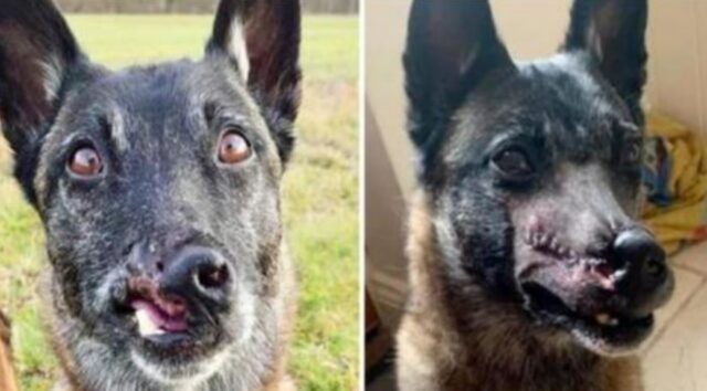 Le persone non possono smettere di fissare questo cane che è stato salvato da una donna poco prima di morire
