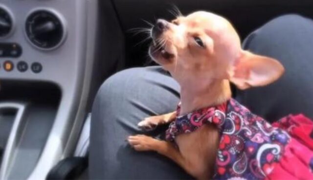 La performance di questa Chihuahua canterina vi farà rivalutare le doti canore dei nostri amici cani