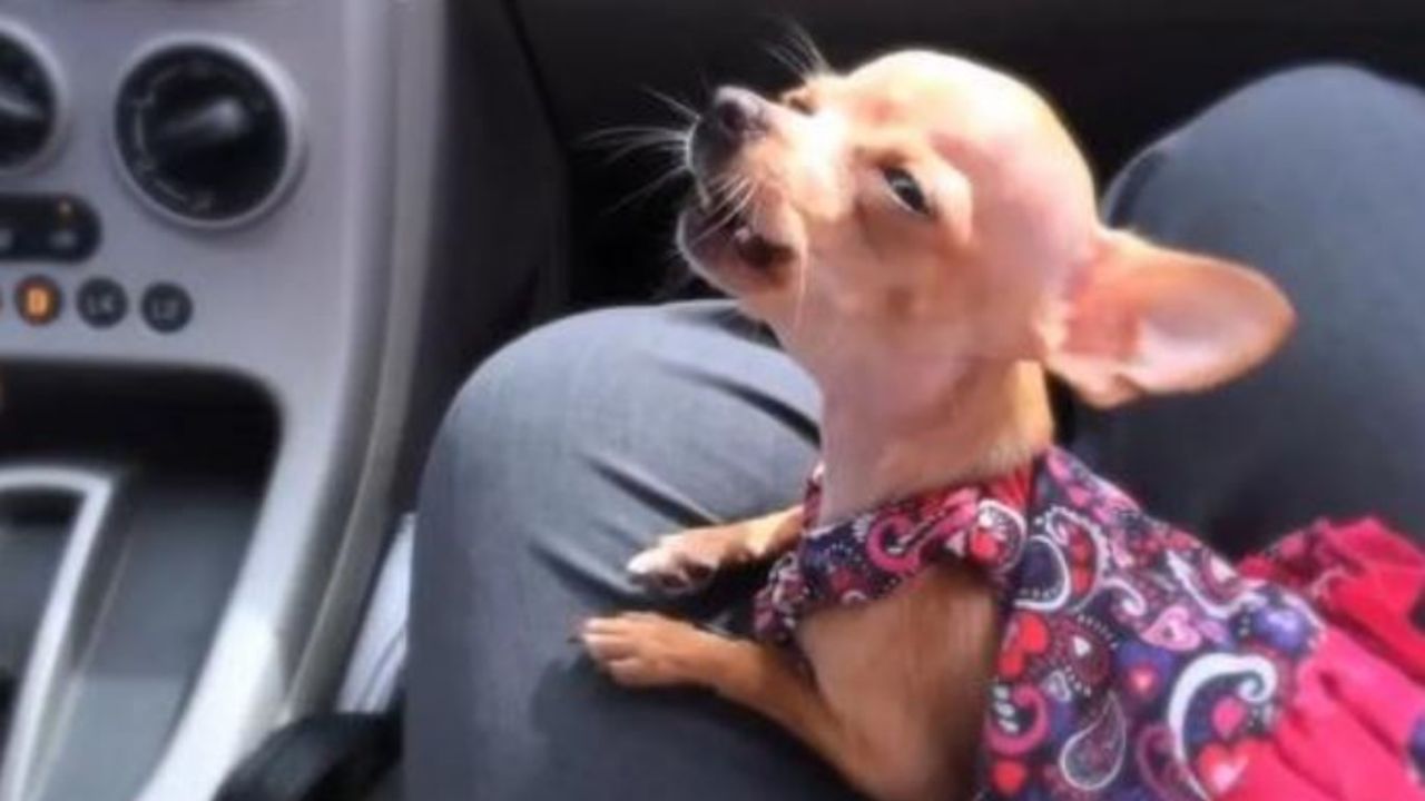 Un cagnolino che canta in auto