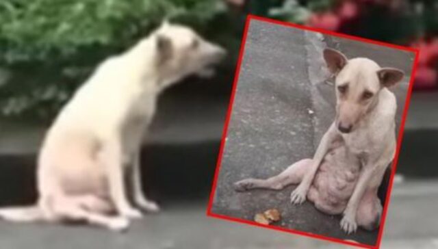 Il cane aveva perso l’uso delle zampe e nessuno lo degnava di uno sguardo: lo trattavano come se fosse invisibile