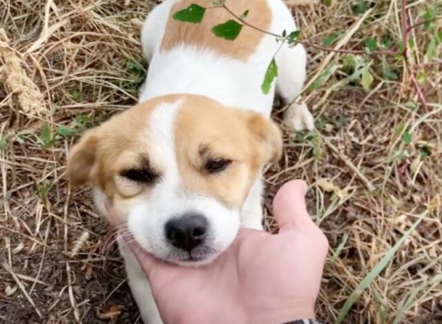 Un cucciolo abbandonato cerca riparo dalla tempesta e non riesce a contenere la sua eccitazione quando vede il suo salvatore