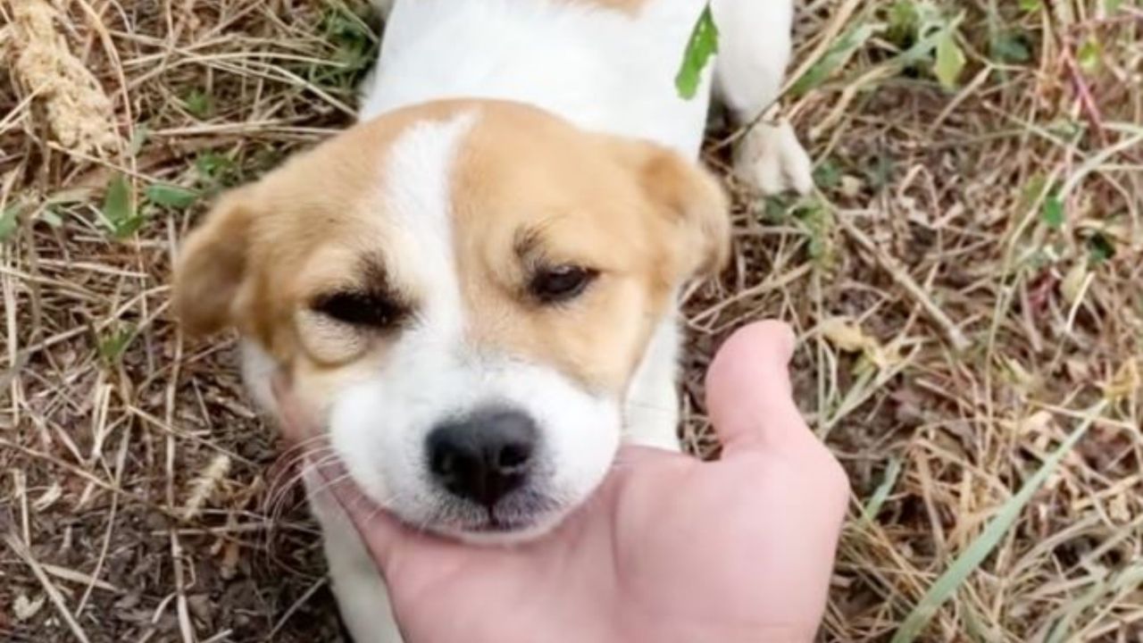 un cucciolo in mezzo ad un campo