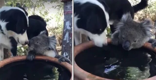 Una famiglia becca un cane assetato e un koala mentre condividono dell’acqua fresca